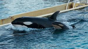 Wikie y Keijo, orcas de Francia atrapadas en un acuario fantasma claman por su libertad