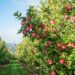 Del árbol a tu mesa: Donde nace una manzana, nace un homenaje a la madre tierra