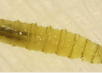 Confirman 13 casos de miasis por gusano barrenador en México; 4 están hospitalizados