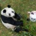 La historia de Xin Xin, la panda que vive en la CDMX y que acaba de cumplir 35 años