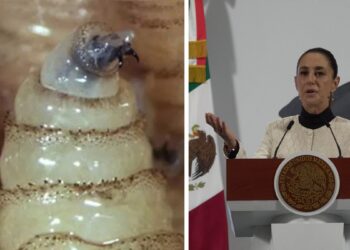 México busca reabrir frontera al ganado; Sheinbaum dice que cierre fue desproporcionado