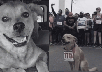 Muere “Chicles”, el perrito maratonista de Tijuana, por envenenamiento