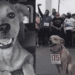 Muere “Chicles”, el perrito maratonista de Tijuana, por envenenamiento