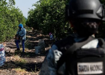 Harfuch confirma detención de Rigoberto “N”, extorsionador de limoneros en Michoacán