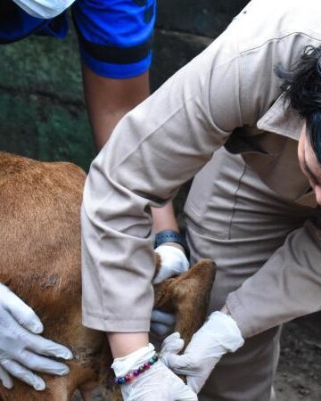 Se enciende la alerta! Detectan primer caso de gusano barrenador en Tamaulipas