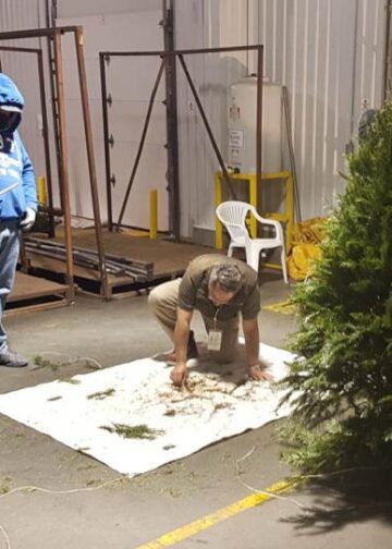 En 2025, Semarnat evitó el ingreso de peligrosas plagas forestales a México