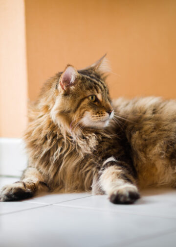 Si lo quieres y lo cuidas, es momento de hacerle un check up a tu mascota