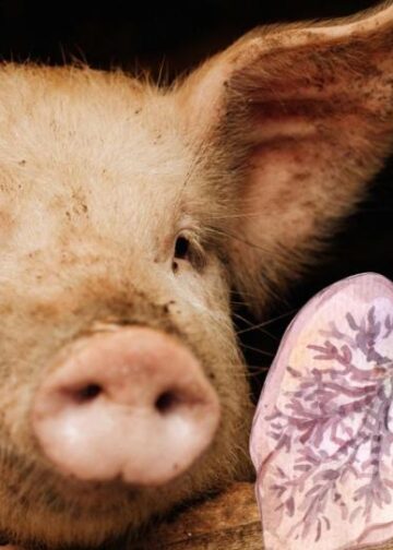 Cataluña reporta primer caso de gripe porcina en humano desde 2024