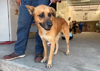 ¿Buscas un milagro peludo? Llega el Primer Adoptatón de «Perros Peregrinos» a la CDMX
