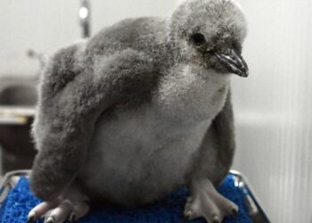 El primer pingüino barbijo de Latinoamérica ya tiene nombre: Leo