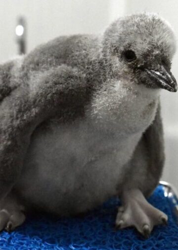 El primer pingüino barbijo de Latinoamérica ya tiene nombre: Leo