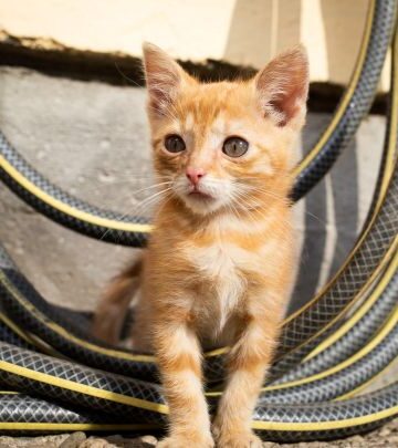 Alerta global: tutores ignoran amenazas parasitarias que ponen en riesgo a sus mascotas